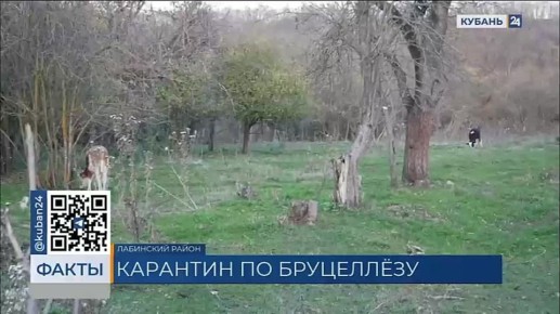 Карантин по бруцеллезу крупного рогатого скота ввели в четырех хозяйствах Лабинского района