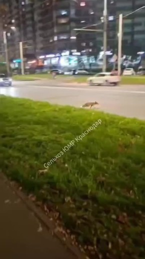 И снова рыжая плутовка