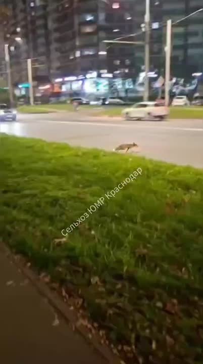 И снова рыжая плутовка