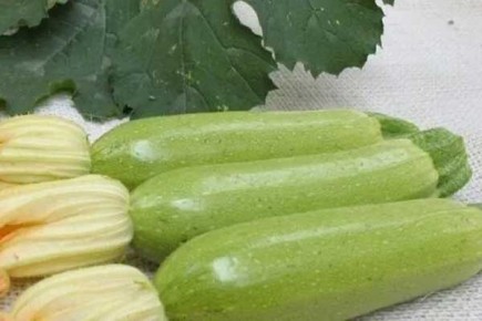 Кабачок Бетси: идеальный выбор для вашего огорода в 2025 году