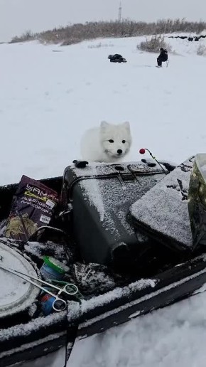 Песец подкрался очень даже заметно и начал осматривать снасти у рыбака