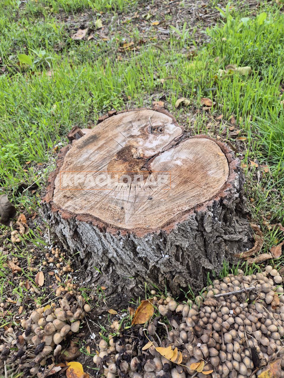 Голосуем за лучший «Краснокадр»