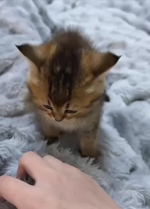 Он большой и страшный зверь