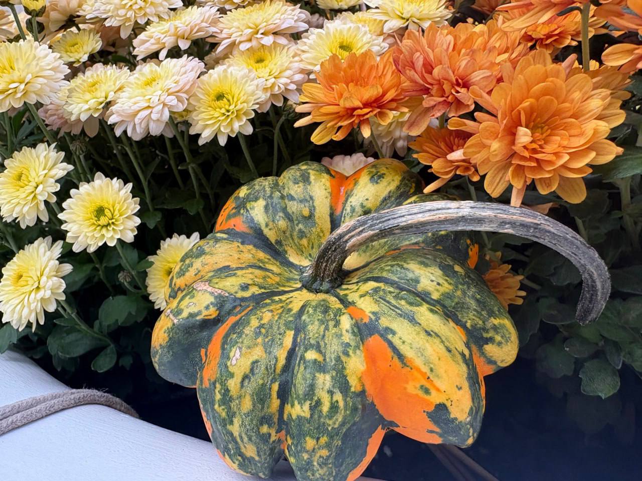 Погода в Краснодаре сегодня без сюрпризов Погода в Краснодаре сегодня без сюрпризов