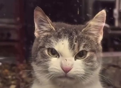 В ГосДуме рассматривают инициативу о запрете на посещение кафе и ресторанов с домашними животными