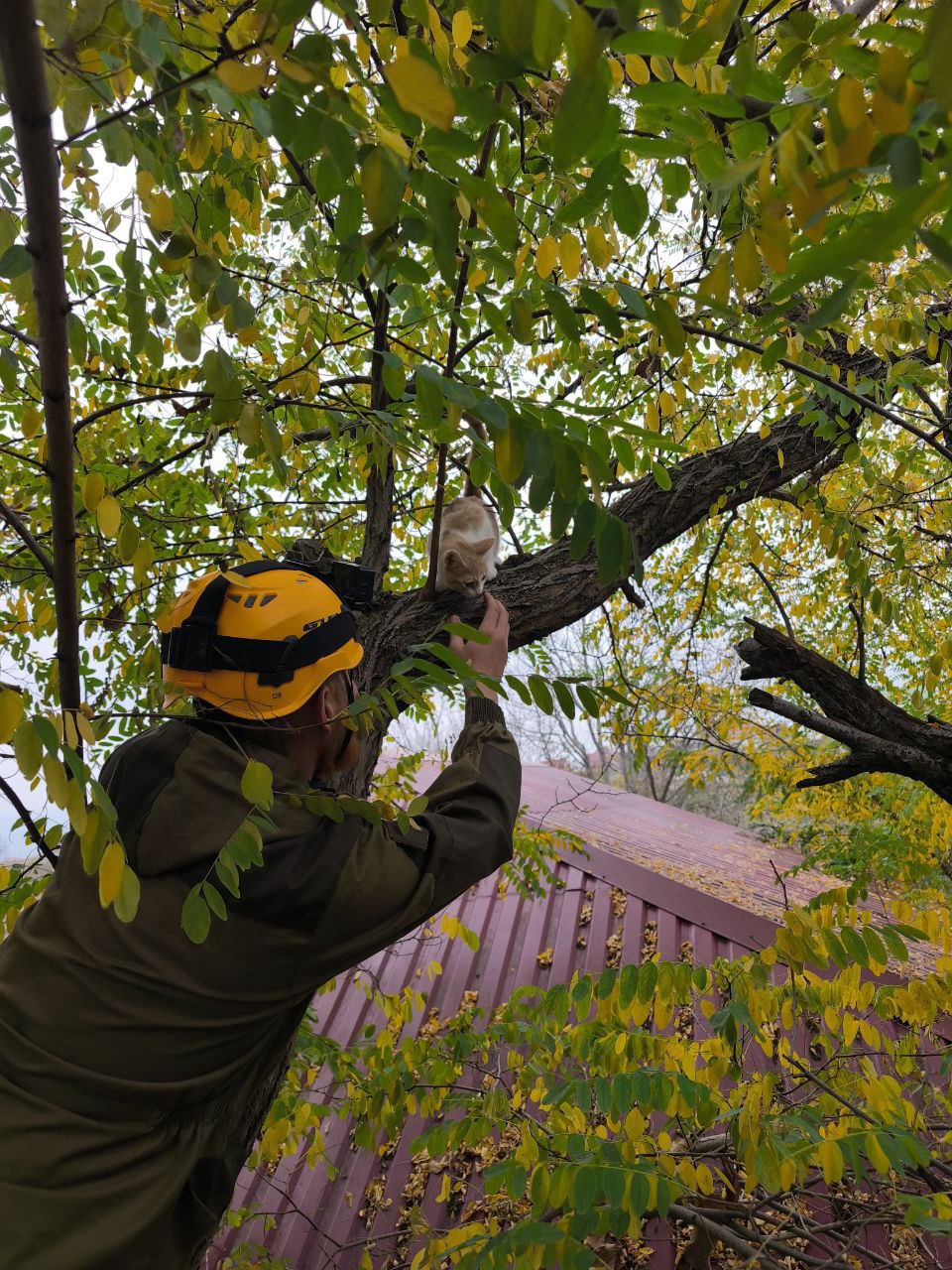 Спасатели Новороссийска сняли с дерева испуганного котёнка Спасатели Новороссийска сняли с дерева испуганного котёнка