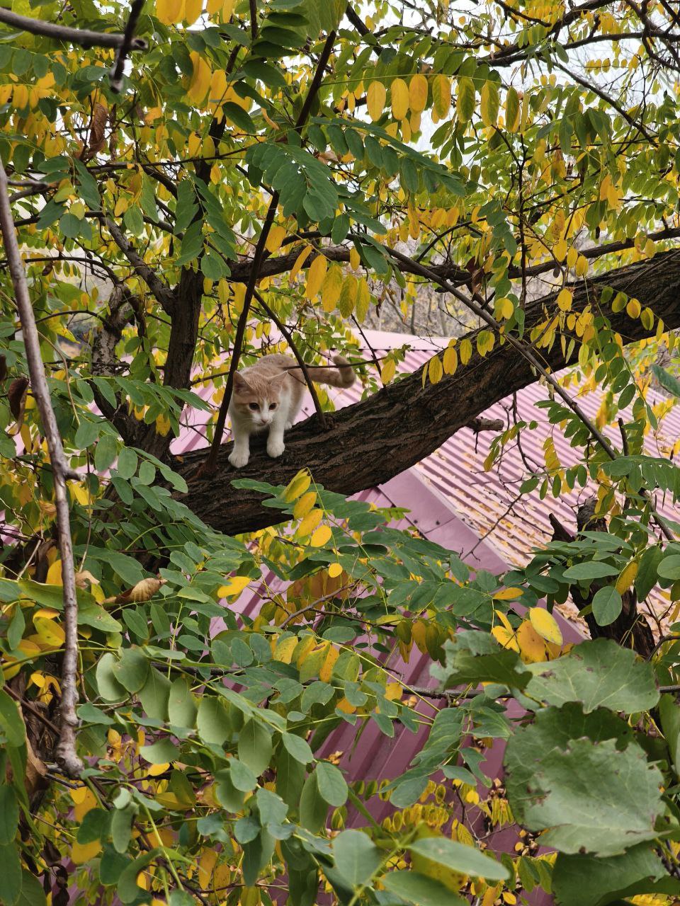 Спасатели Новороссийска сняли с дерева испуганного котёнка Спасатели Новороссийска сняли с дерева испуганного котёнка