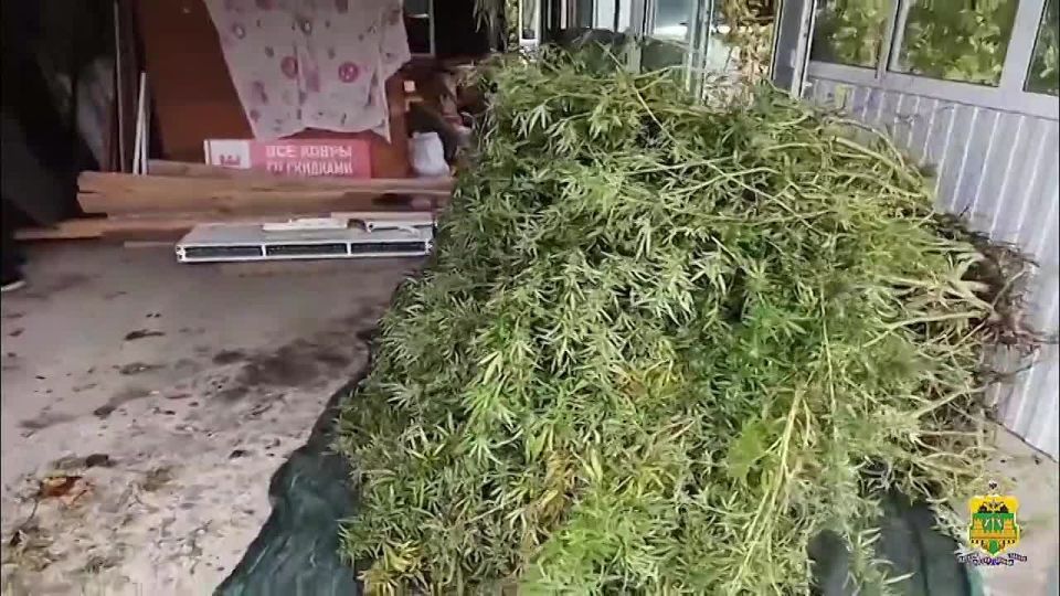 50 кустов конопли вырастил на своем огороде житель Красноармейского района – его задержали полицейские