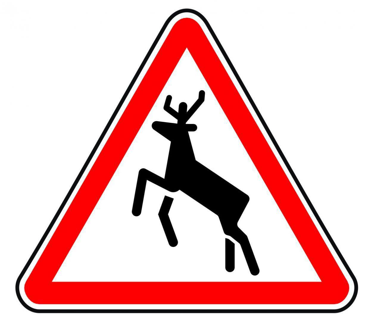 Самку оленя насмерть сбили на трассе у зоозаказника