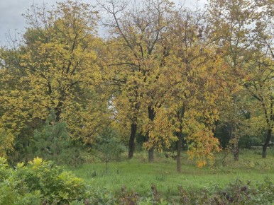 Новость о гибели кабанов в Абинском районе оказалась фейком