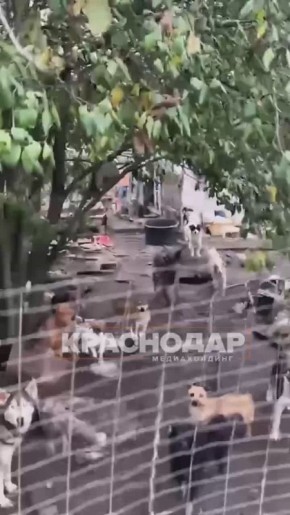 Волонтеры показали концлагерь для животных в Тимашевском районе