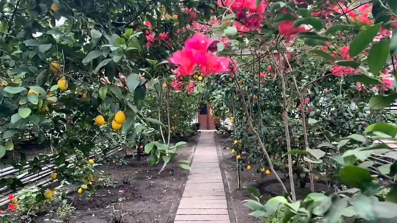 Где растут самые северные лимоны на Кубани? Ответ: в Ленинградском округе