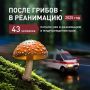 Три ребенка отравились грибами в Горячем Ключе за последние две недели