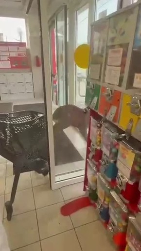 Дикая косуля устроила переполох в супермаркете на Кубани — бедняжка скользила по плитке и не могла выбраться из магазина