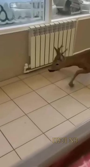 В Краснодаре косуля зашла за покупками в магазин: