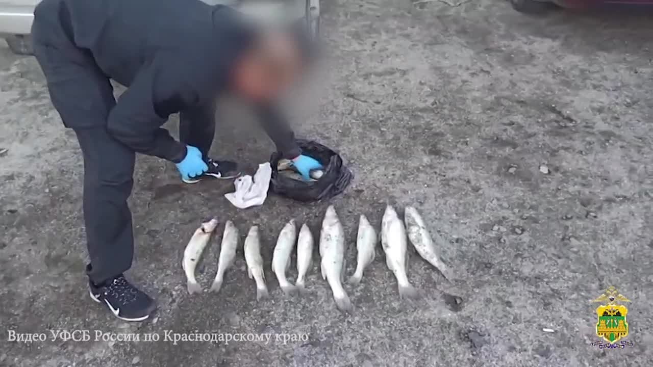 220 рыб разных пород выловили браконьеры в Приморско-Ахтарском районе
