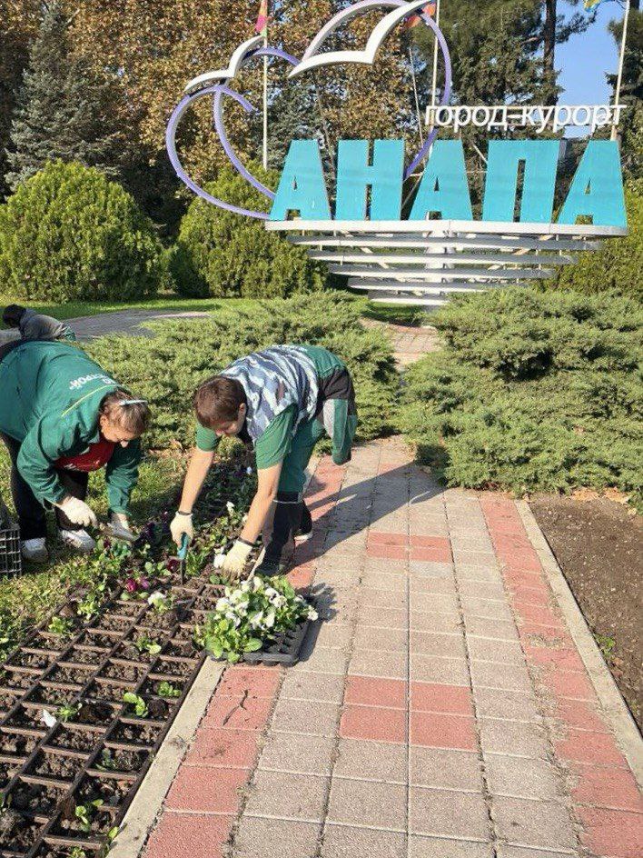 Продолжается высадка зимних виол Продолжается высадка зимних виол