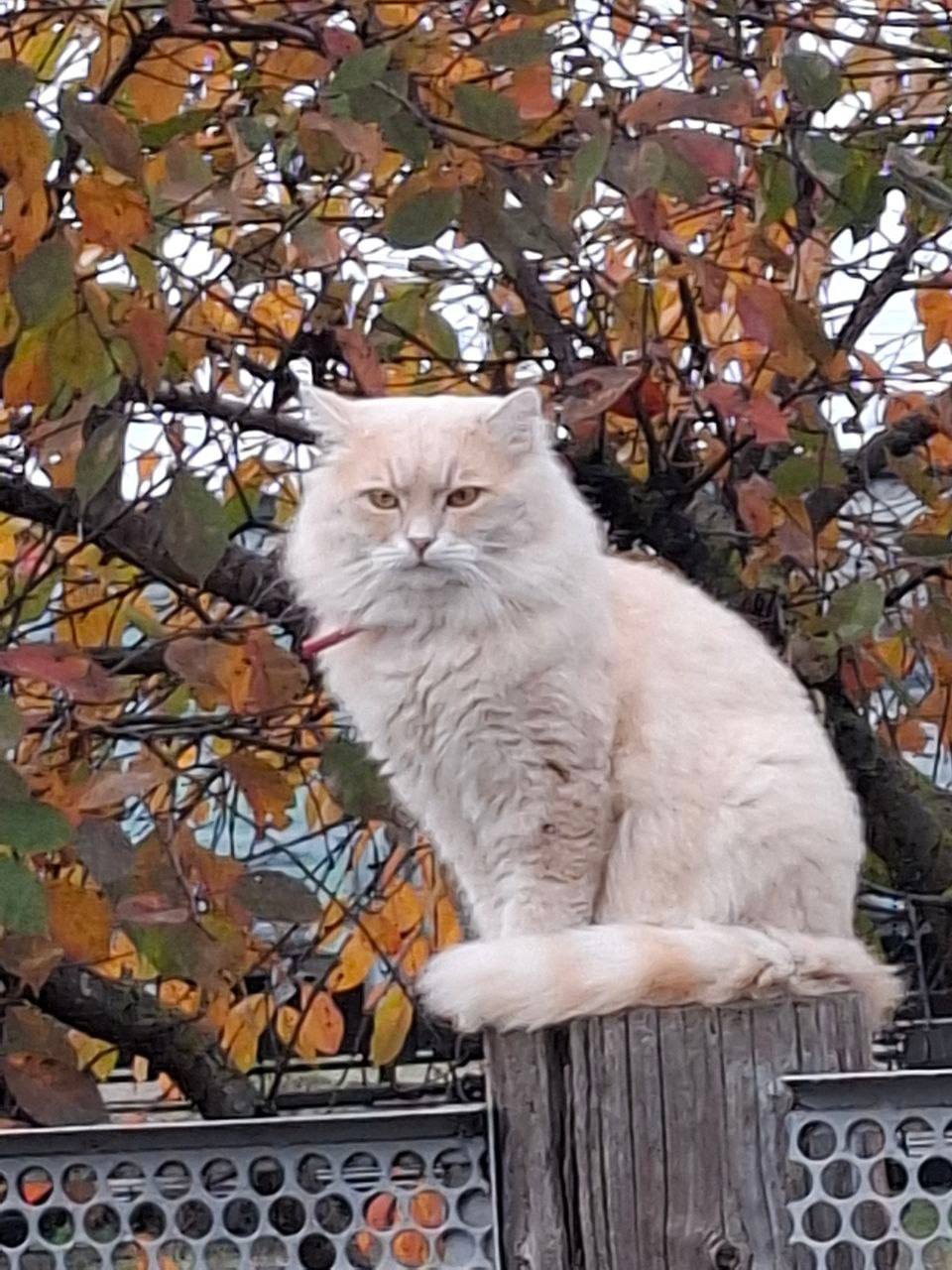 О погоде на 14 ноября. В Краснодарском крае облачно с прояснениями О погоде на 14 ноября. В Краснодарском крае облачно с прояснениями