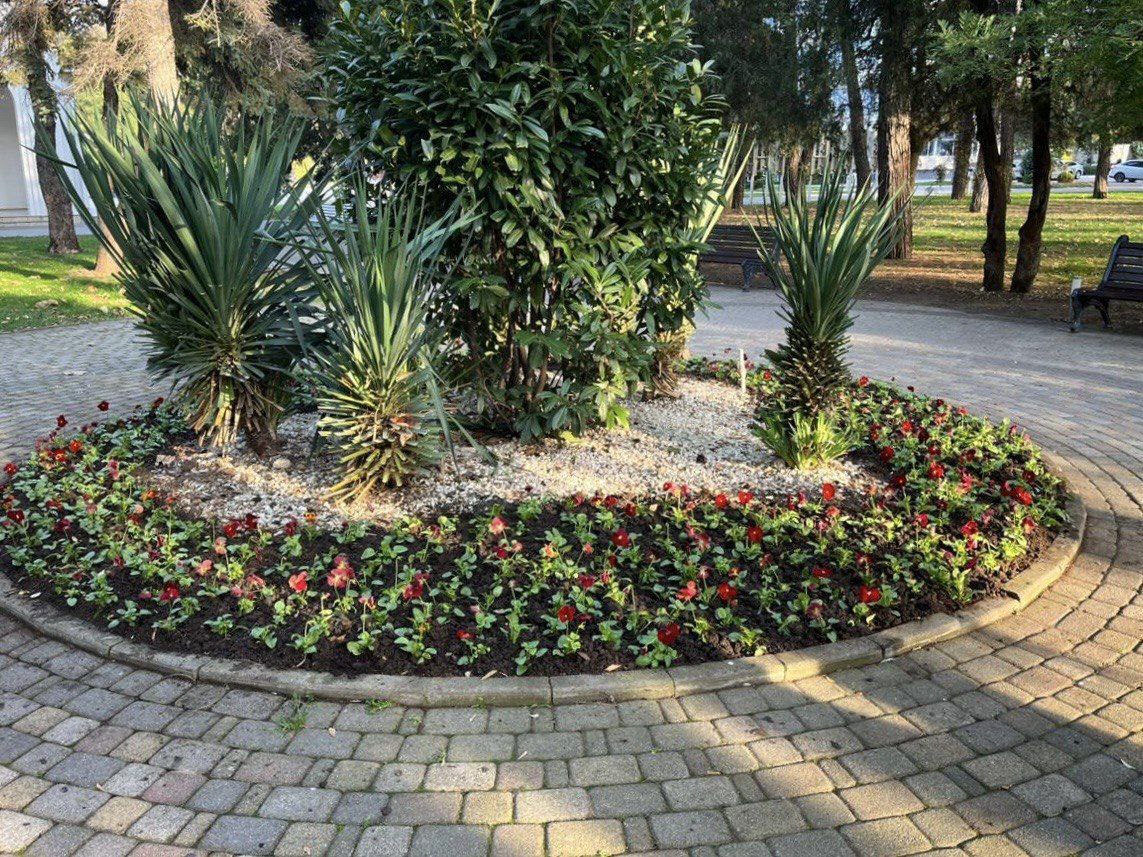 Продолжается высадка зимних виол