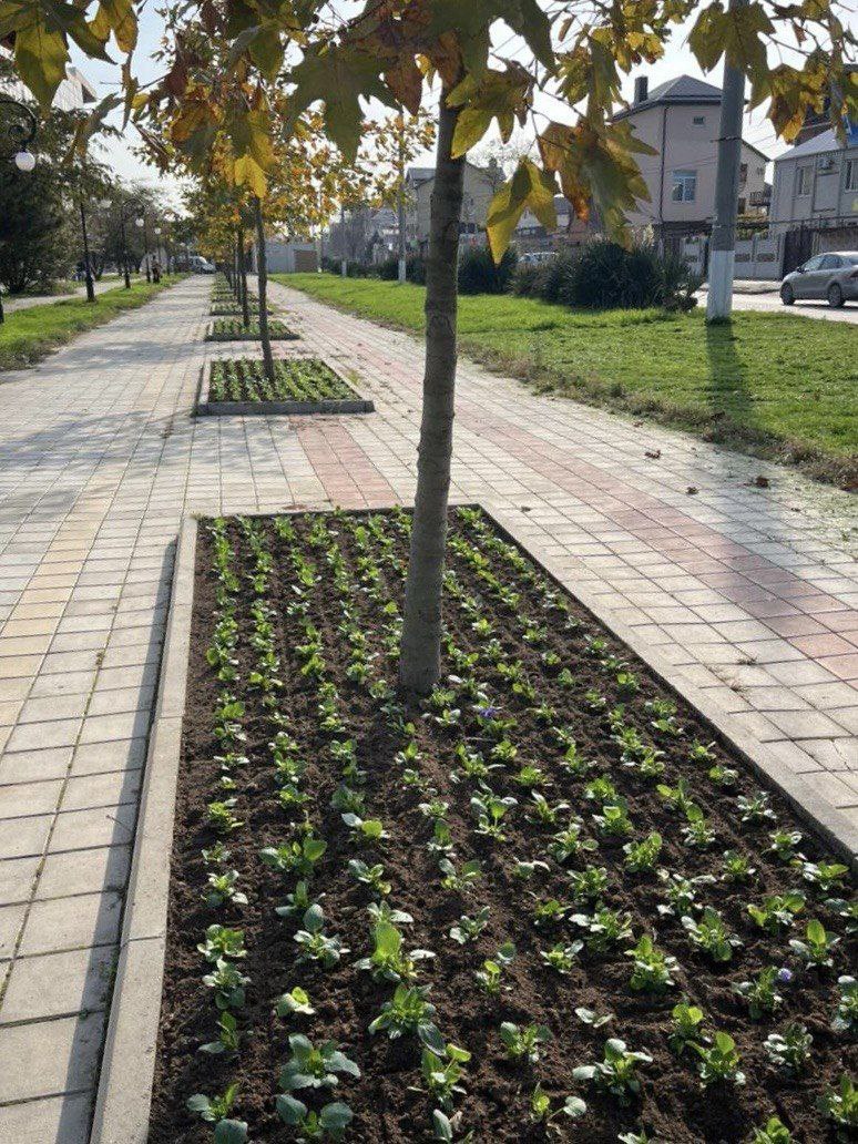 Продолжается высадка зимних виол Продолжается высадка зимних виол