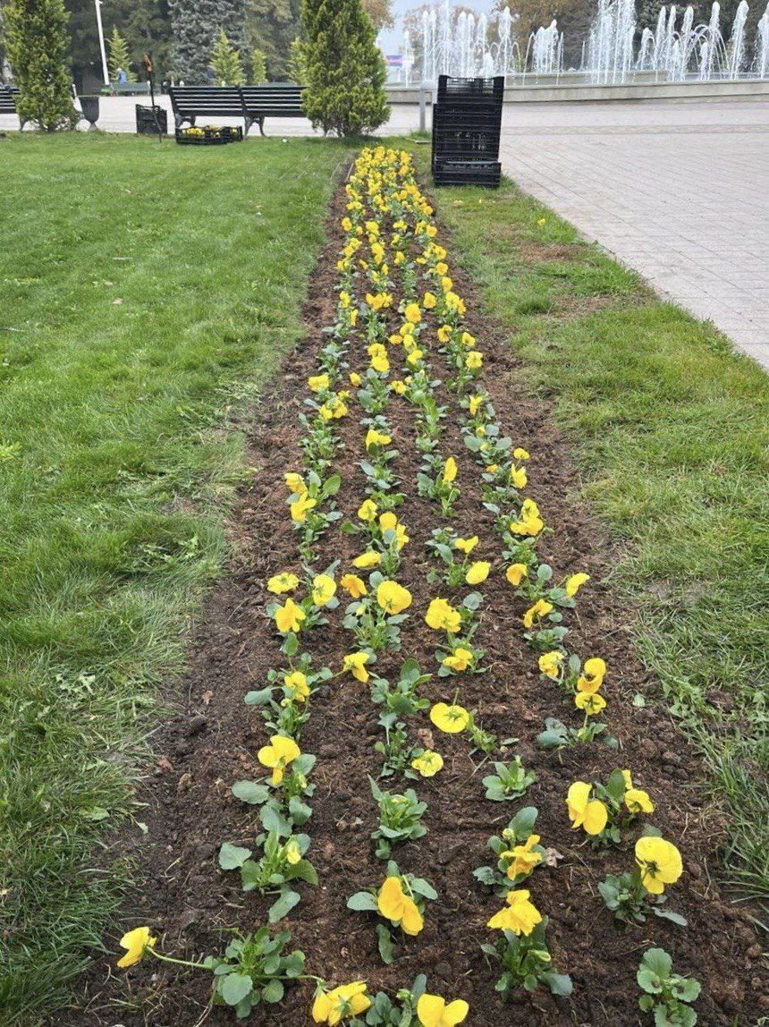 Продолжается высадка зимних виол Продолжается высадка зимних виол