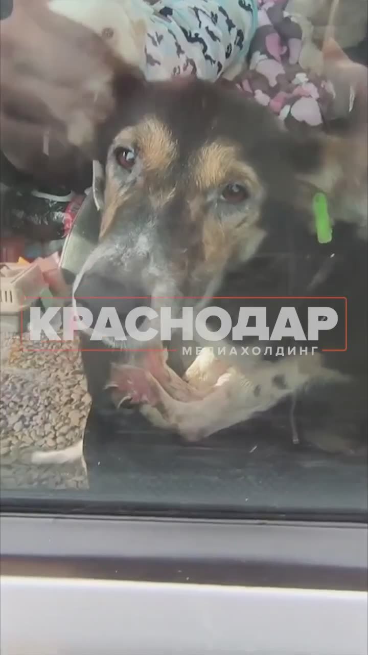 Хозяйка кубанского концлагеря для животных отказалась выдавать собак волонтерам