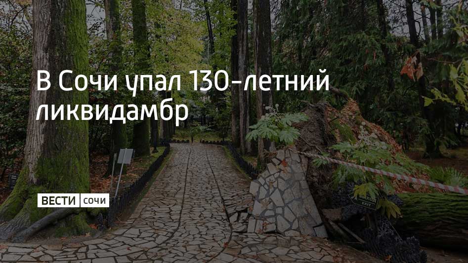 В сочинском "Дендрарии" в ночь на 15 ноября рухнул 130-летний ликвидамбр смолоносный – одно из самых старых деревьев нижней части парка
