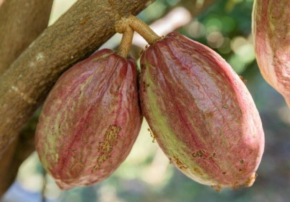 Какао спасёт от негативных последствий сидячего образа жизни