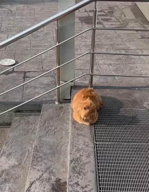 Фанаты уже потихоньку стягиваются к «Фишту» в ожидании матча России и Чили