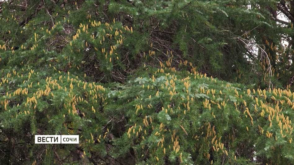 В Сочи зацвели сразу несколько видов растений