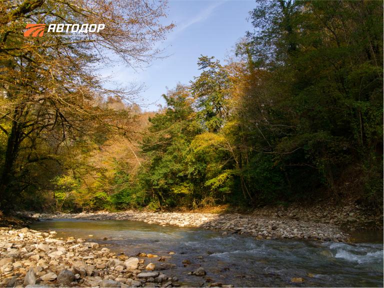 Тисо-самшитовая роща Кавказского биосферного заповедника – одна из визитных карточек туристического Сочи, известная еще с 1931 года Тисо-самшитовая роща Кавказского биосферного заповедника – одна из визитных карточек туристического Сочи, известная еще с 1931 года