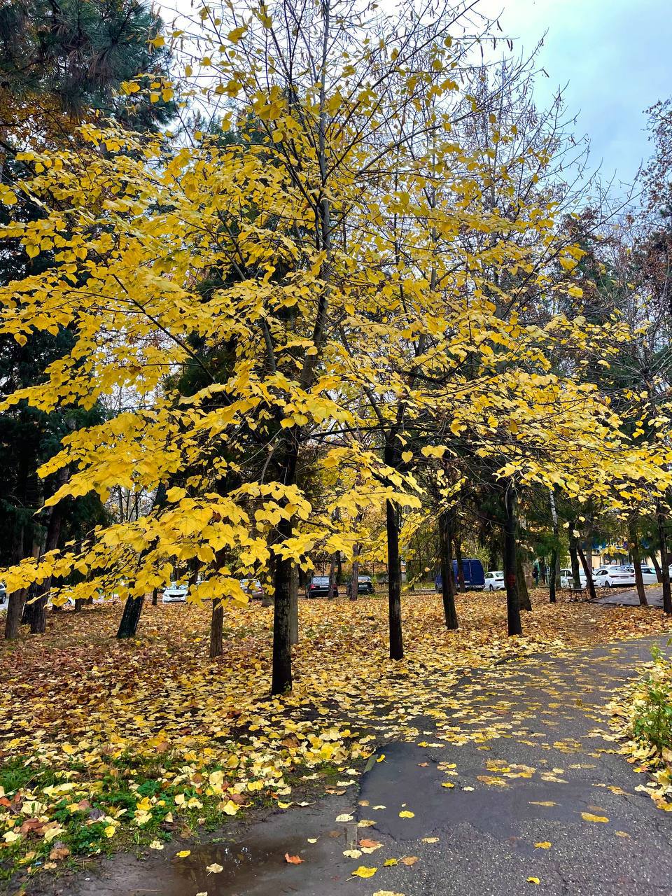 О погоде на 15 ноября. В Краснодарском крае облачно с прояснениями О погоде на 15 ноября. В Краснодарском крае облачно с прояснениями