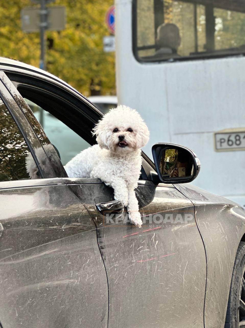 Голосуем за лучший «Краснокадр»