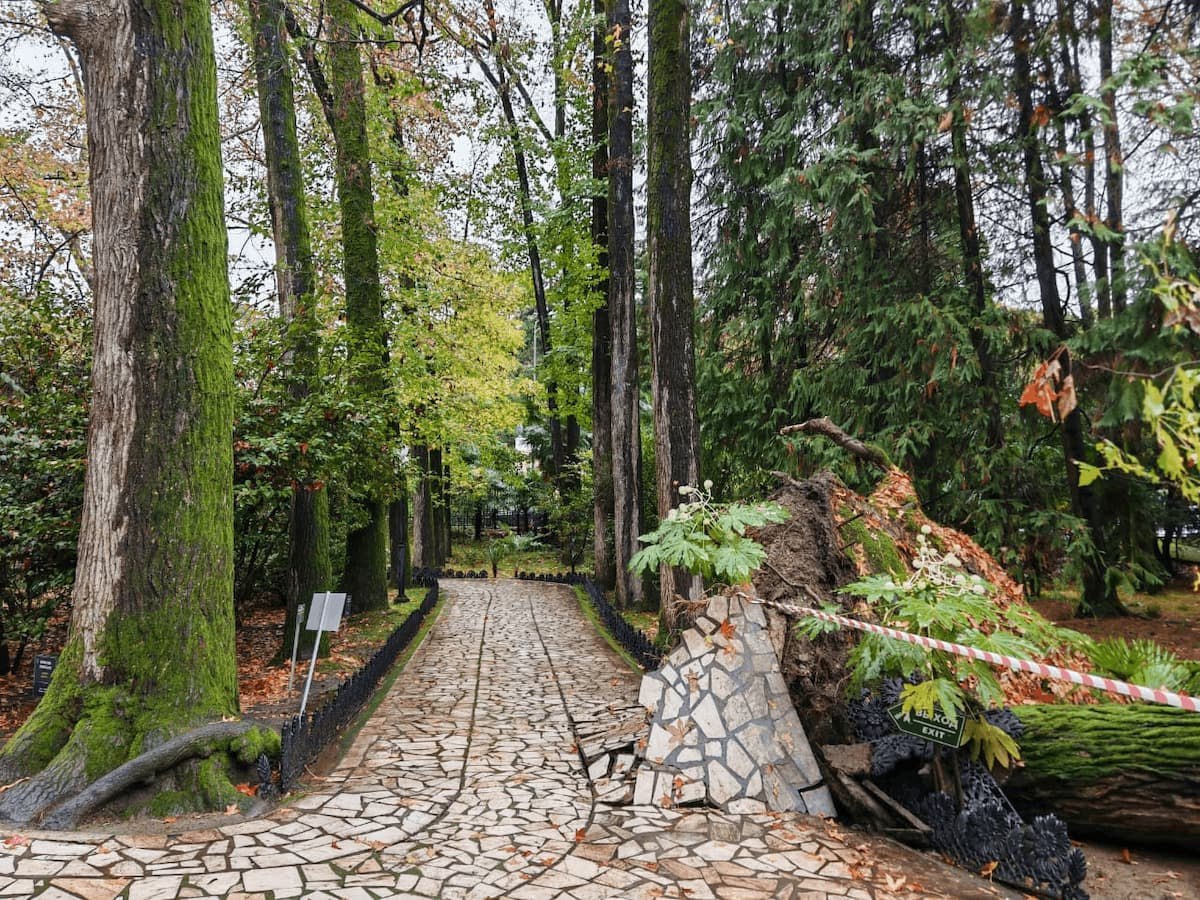 130-летний ликвидамбар рухнул в дендрарии Сочи