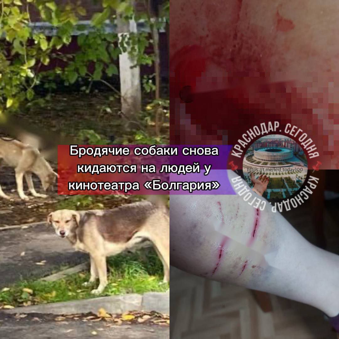 Бродячие собаки кидаются на людей у кинотеатра «Болгария» в Краснодаре