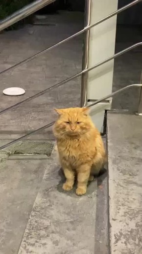 Судя по эмоциям, рыжий болельщик всё же являлся поклонником сборной России