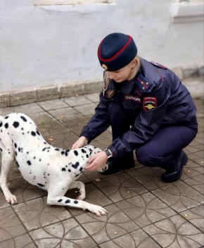 Полицейские вернули далматинца хозяину