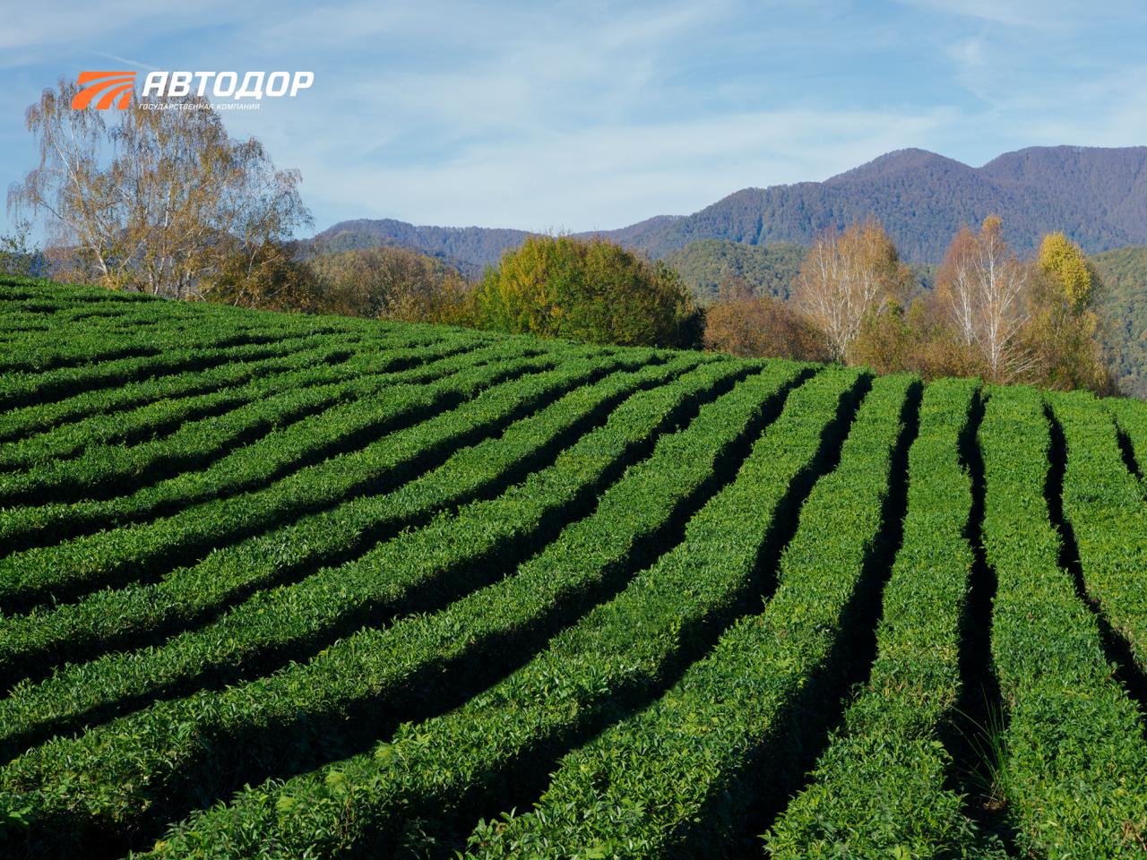 Вы знали, что самый северный чай в мире растет в Сочи? Вы знали, что самый северный чай в мире растет в Сочи?