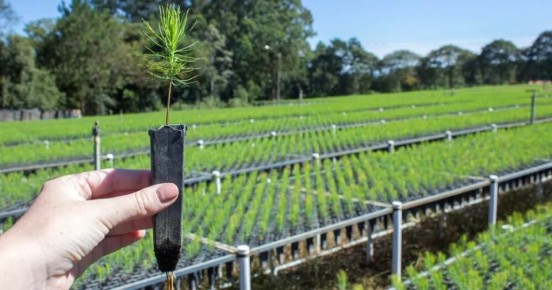 Как правильно подкормить хвойные осенью: советы для успешной зимовки