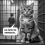 На Украине добрались до котов, которые мяукают