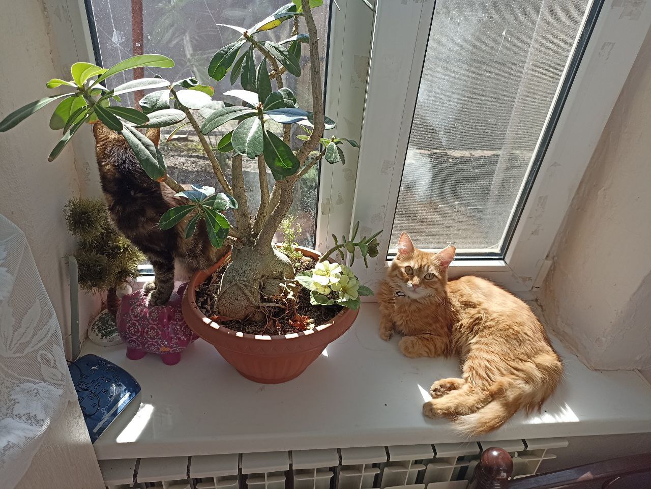 Доброе утро, Кубань!. Краснодар +11 °С Доброе утро, Кубань!. Краснодар +11 °С