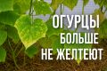 Как вернуть к жизни огурцы: эффективные советы для августовского ухода