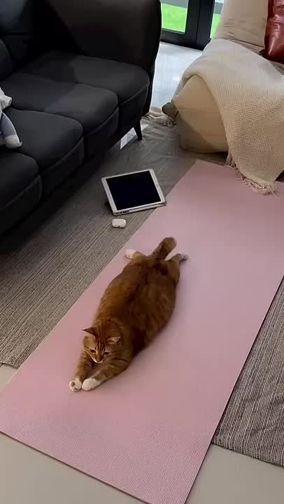 А вы уже сделали утреннюю зарядку, как этот "спортивный" котик?