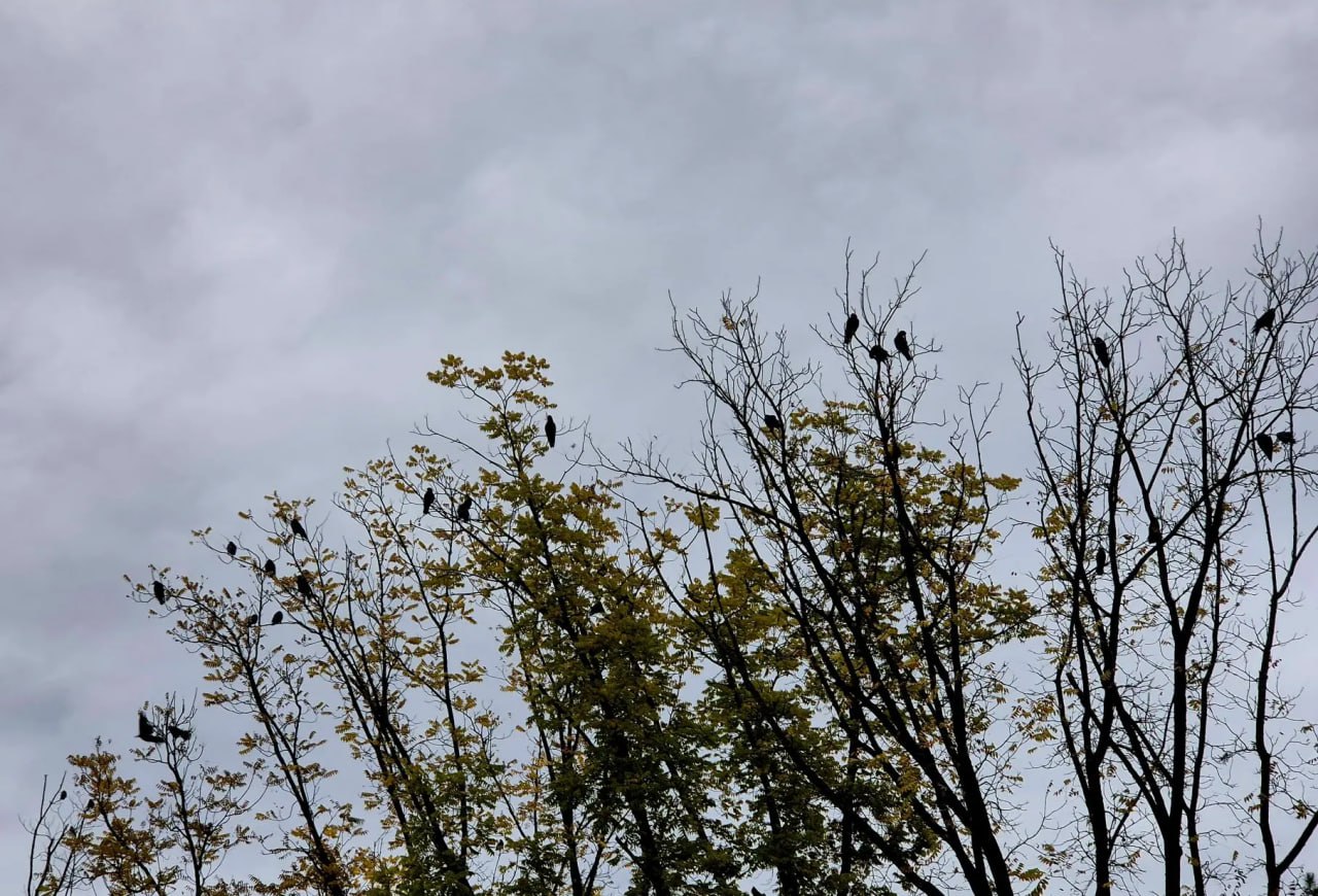 А вы гуляли по бульвару у кинотеатра «Аврора»? А вы гуляли по бульвару у кинотеатра «Аврора»?