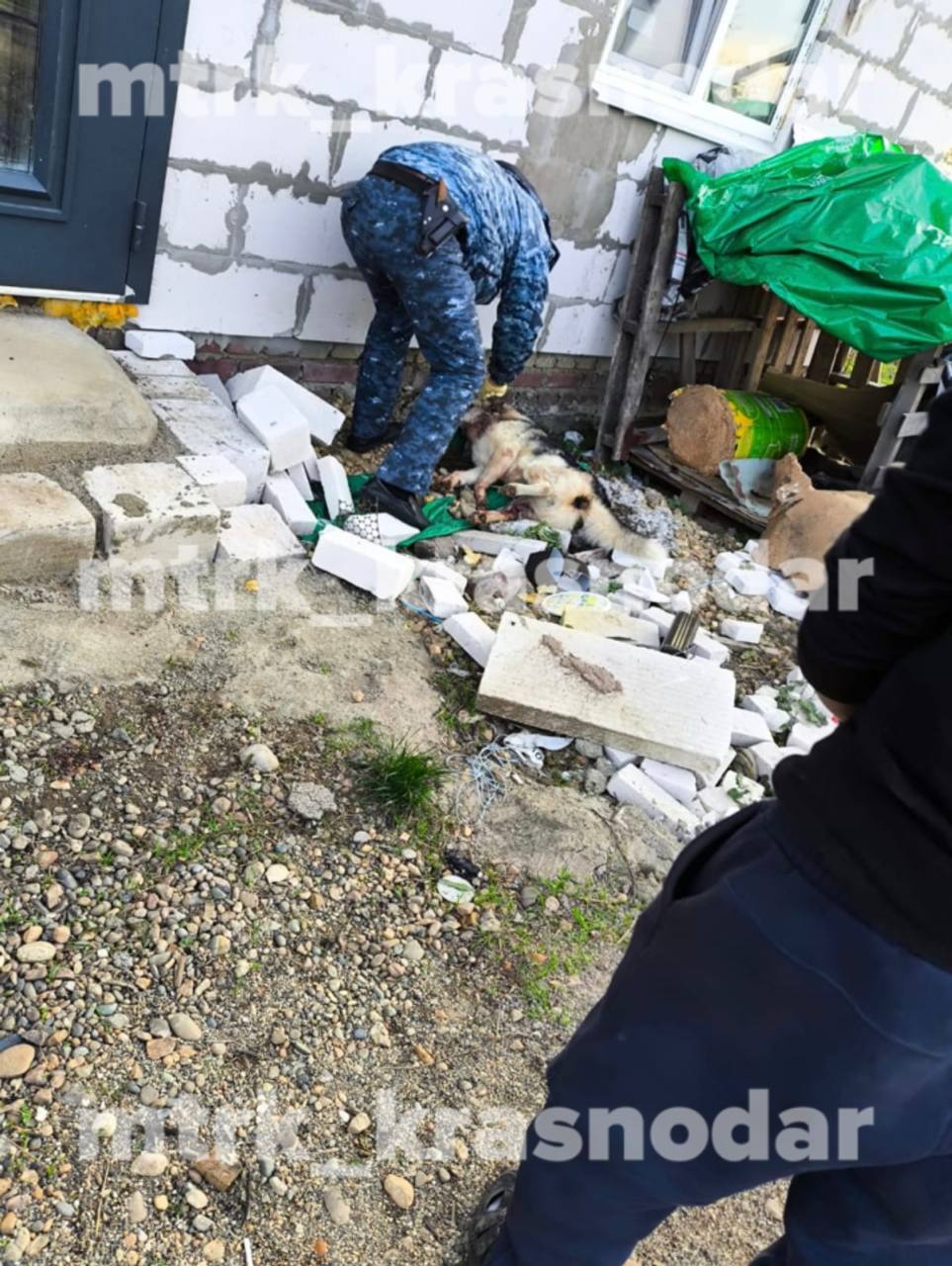 Расстрелянную собаку нашли в поселке под Краснодаром Расстрелянную собаку нашли в поселке под Краснодаром