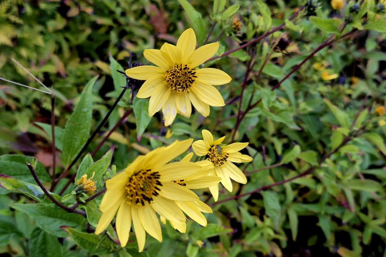 А вы гуляли по бульвару у кинотеатра «Аврора»? А вы гуляли по бульвару у кинотеатра «Аврора»?