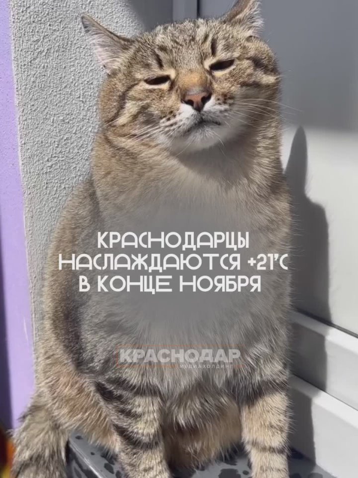 Бабье лето в середине ноября? В Краснодаре это реально