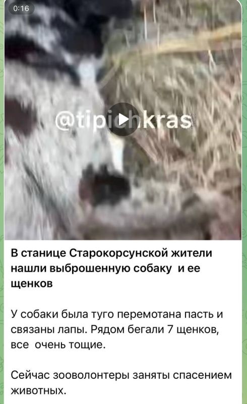 Полицией Краснодара проверяется информация о жестоком обращении с собакой в станице Старокорсунской