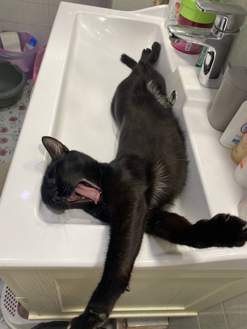 Чёрный – цвет удачи? Отмечаем День защиты чёрных котов 17 ноября! Чёрный – цвет удачи? Отмечаем День защиты чёрных котов 17 ноября!