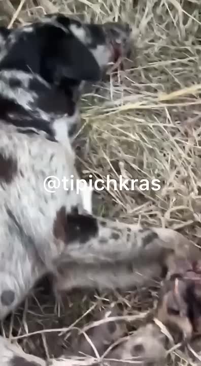 Связанную собаку с щенками рядом нашли в пригороде Краснодара